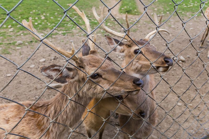 Deer Fencing Repair